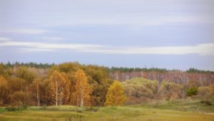 Природа Топчихинского района. Фото С.В. Поздина