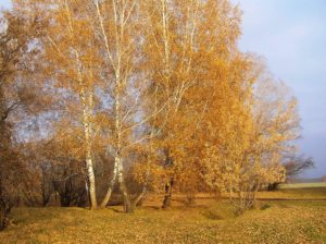 Природа Топчихинского района. Фото С.В. Поздина